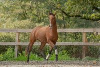 Vente de cheval : Palermo de St Jean
